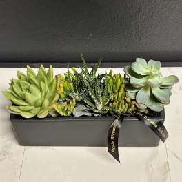 Succulent arrangement in a rectangular gray planter with a ribbon