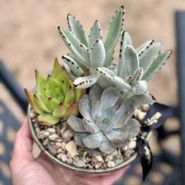 5" Succulent Garden in Low Ceramic Bowl