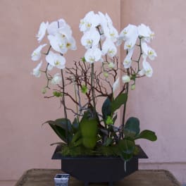 White orchid arrangement in a black rectangular planter