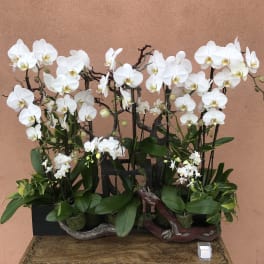 White orchids arranged in two low planters on a wooden table