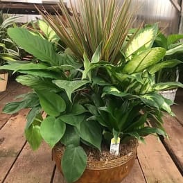 Mixed green houseplant arrangement in a decorative bowl planter
