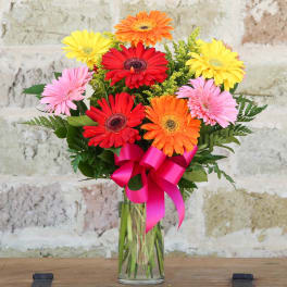 Colorful gerbera daisy bouquet in a glass vase with a pink ribbon