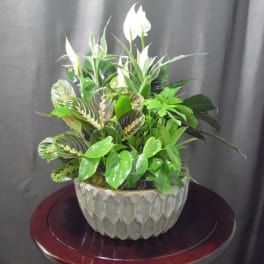 Potted arrangement of green foliage with white blooms in a textured bowl