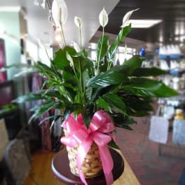 Potted peace lily in a woven basket with a pink ribbon