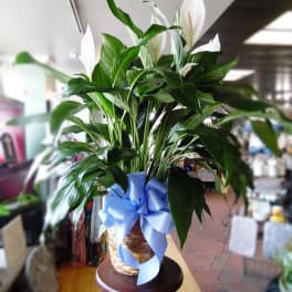 White peace lilies in a woven basket with a blue ribbon