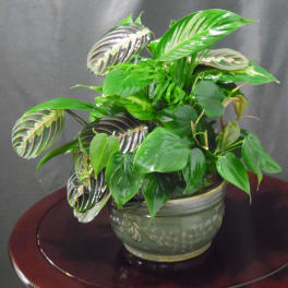 Potted green houseplant with patterned leaves in a ceramic bowl