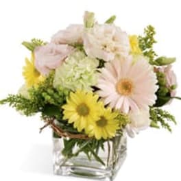 Bouquet of pale pink and yellow daisies in a clear glass vase