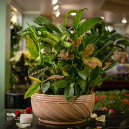A lush mixed houseplant arrangement in a beige ceramic bowl planter.