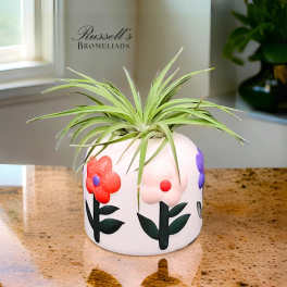 Potted bromeliad plant in a painted white ceramic pot