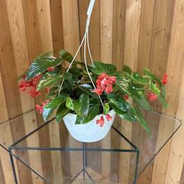 Angel Wing Begonia Hanging Basket
