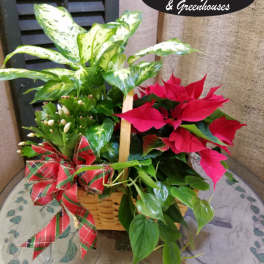 Basket of poinsettias and a variegated houseplant with a plaid bow