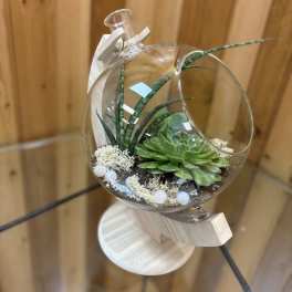 Glass globe terrarium with green succulents on a light wooden stand
