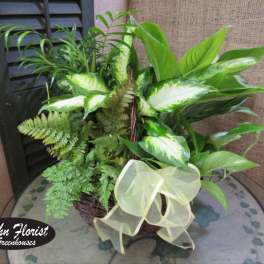 Basket of assorted green houseplants with a pale ribbon bow