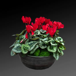 Potted plant with red flowers in a dark bowl planter