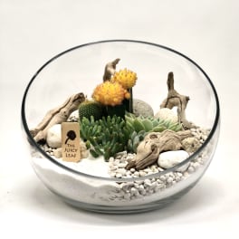Succulent arrangement in a glass bowl with driftwood and white stones