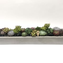 Long rectangular planter filled with assorted succulents