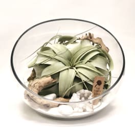 Air plant arrangement in a glass bowl with driftwood and white stones