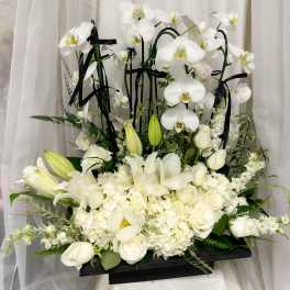 Eternal Orchid Grace