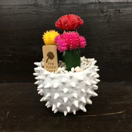 Three colorful grafted cacti in a spiky white pot