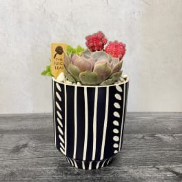 Succulent arrangement in a black-and-white striped pot