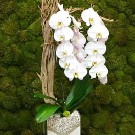 White orchids in a square decorative planter against a moss wall