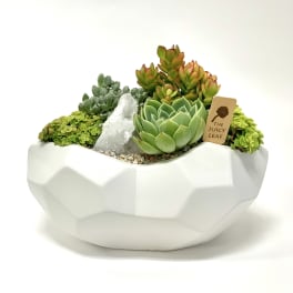 Succulent arrangement in a white geometric bowl with a crystal accent