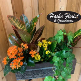 Potted croton and flowering kalanchoe plants in a rectangular planter