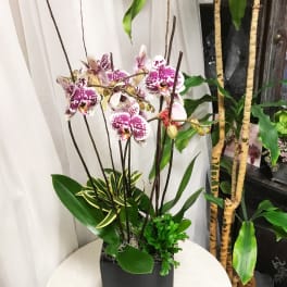 Luxury Orchid
