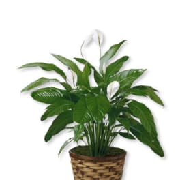Potted peace lily plant with white blooms in a woven basket