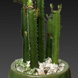 Potted cactus arrangement in a green ceramic planter