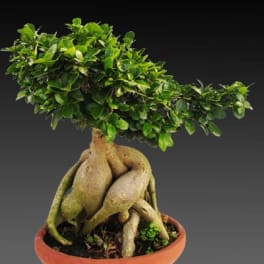 Potted bonsai tree with dense green foliage and exposed roots in a shallow ceramic pot
