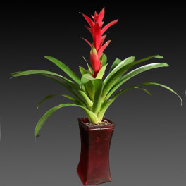 Red bromeliad plant in a tall burgundy pot