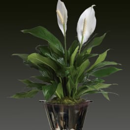Spathiphyllum Plant by BloomNation™