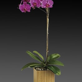 single stem Orchid