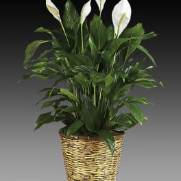 Potted peace lily plant with white blooms in a woven basket