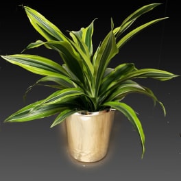Potted variegated green plant in a gold metal container