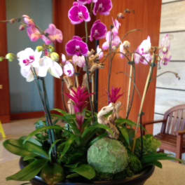 Orchid arrangement in a black bowl with pink and white blooms