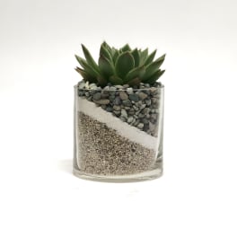 Succulent in a clear glass container with layered sand and pebbles