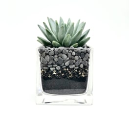 Succulent in a clear square glass planter with layered pebbles
