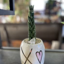 Braided succulent in a white heart-decorated ceramic pot