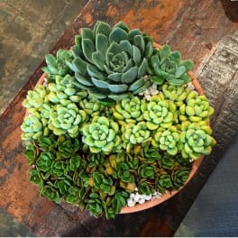 Round terracotta pot filled with assorted green succulents