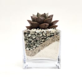 Succulent in a clear square glass planter filled with decorative stones