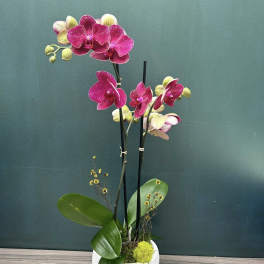 Potted orchid arrangement with bright pink blooms in a white container