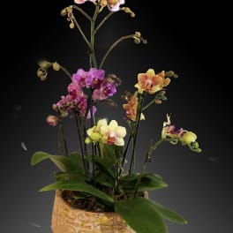 Potted orchids with pink, yellow, and purple blooms in a decorative container