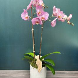 Pink orchid plant in a white pot