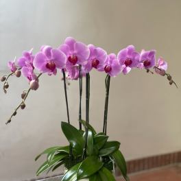 Pink orchid arrangement in a white pot