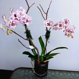 Potted orchid arrangement with pink-speckled blooms and broad green leaves