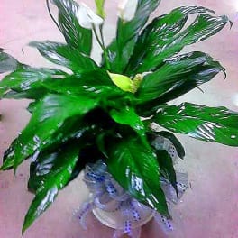 Potted peace lily with white blooms and glossy green leaves