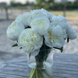 Peonies WHITE - JUST ARRIVED !!! Hampton Classic - Peonies White