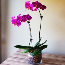 Purple Orchid Gift Cylinder